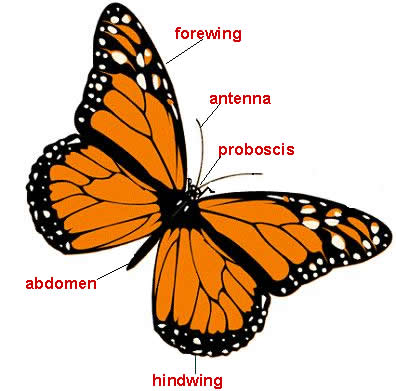 Butterflies have two segmented antennae with a small club at the end of each 