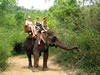Laos ElephantRiding NoSaddleSittingOnNeckWhereMahoutsSit 04212013
