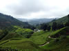 Malaysia Largest Tea Plantation 03012012