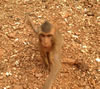 Monkey Feb3 15